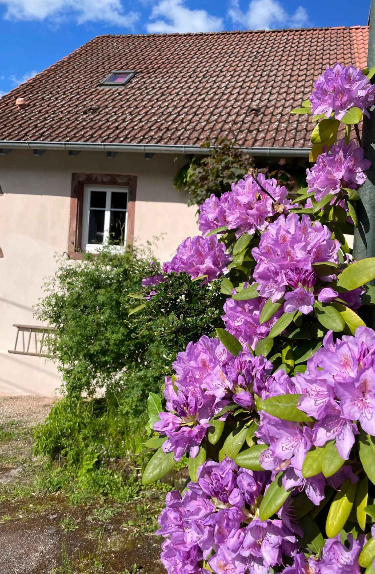Maison D'Hotes Des Mondfaenger Meisenthal Eksteriør billede